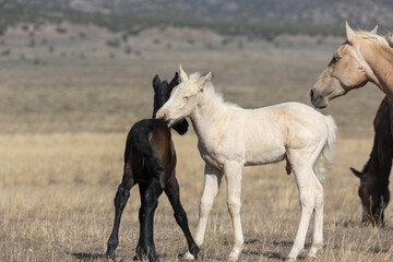 Wild Horse Foals in Spring in the Utah Desert