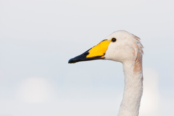 Wilde Zwaan, Whooper Swan, Cygnus cygnus