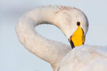 Wilde Zwaan, Whooper Swan, Cygnus cygnus