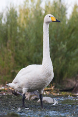 Wilde Zwaan, Whooper Swan, Cygnus cygnus