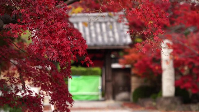 京都　紅葉　イメージ