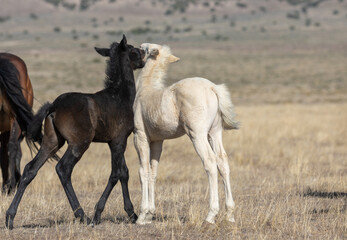 Obraz na płótnie Canvas Wild Horse Foals in Spring in the Utah Desert