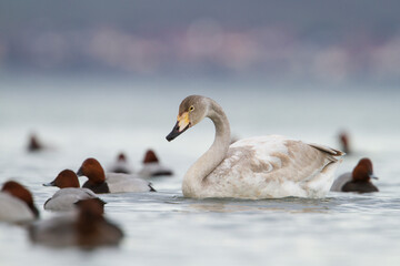 Wilde Zwaan, Whooper Swan, Cygnus cygnus