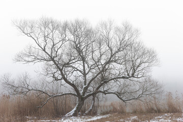Tree and reeds on foggy day