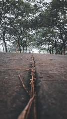 path in the forest