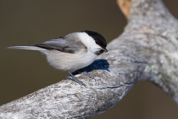 Matkop, Willow Tit, Poecile montanus borealis