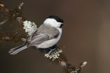 Matkop, Willow Tit, Poecile montanus borealis