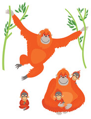 Family of orangutans. Vector illustration - 404878677