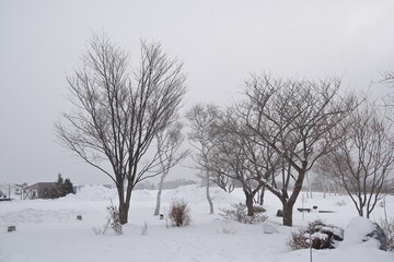Fototapeta na wymiar the beautiful white winter landscape with trees in Hokkaido, Japan