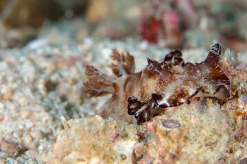 Flatworm crawling across coral reef