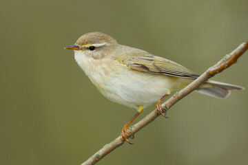 Fitis, Willow Warbler, Phylloscopus trochilus trochilus