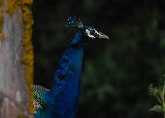 Obraz premium Indian Peafowl (Pavo cristatus) in the natural habitat of forest. Portrait or closeup of peacock.