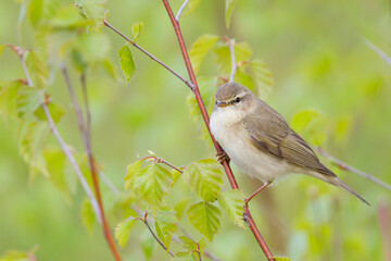 Fitis, Willow Warbler, Phylloscopus trochilus trochilus