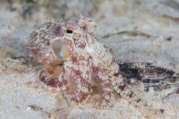 Coconut octopus comes out at night to hunt - Amphioctopus marginatus