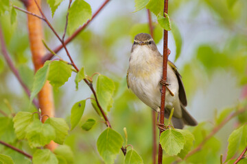 Fitis, Willow Warbler, Phylloscopus trochilus trochilus