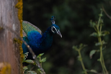 Indian Peafowl (Pavo cristatus) in the natural habitat of forest. Portrait or closeup of peacock.