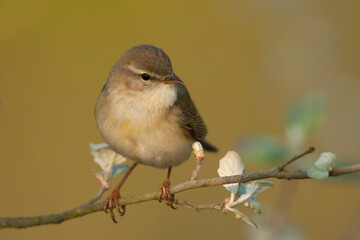 Fitis, Willow Warbler, Phylloscopus trochilus trochilus