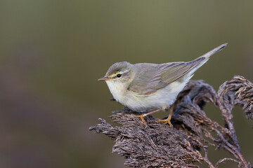 Fitis, Willow Warbler, Phylloscopus trochilus acredula