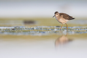 Bosruiter, Wood Sandpiper, Tringa glareola