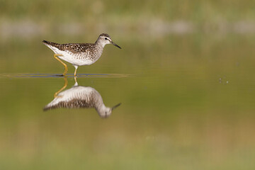 Bosruiter, Wood Sandpiper, Tringa glareola