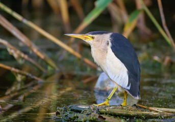 Little bittern, Ixobrychus minutus. A male bird stands in the middle of a pond on broken reed stalks, he is fishing