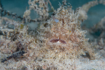 Shaggy frogfish - (Antennarius hispidus)