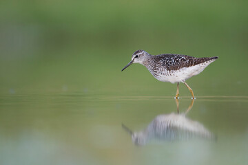 Bosruiter, Wood Sandpiper, Tringa glareola