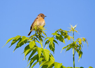 European stonechat, Saxicola rubicola. The bird sits on a branch against the blue sky