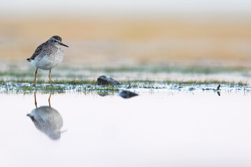 Bosruiter, Wood Sandpiper, Tringa glareola