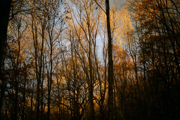 Evening light in the woods