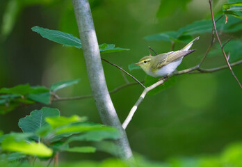 Fluiter, Wood Warbler, Phylloscopus sibilatrix