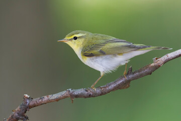 Fluiter, Wood Warbler, Phylloscopus sibilatrix