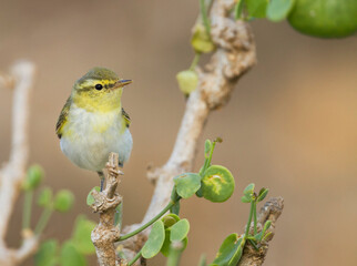 Fluiter, Wood Warbler, Phylloscopus sibilatrix