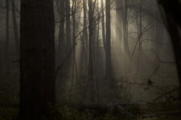 misty morning in Wytham woods