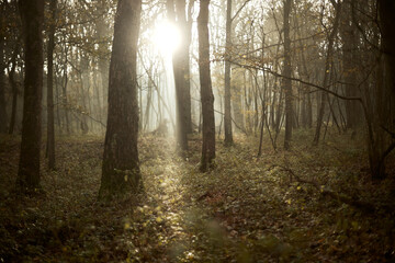 morning in Wytham woods