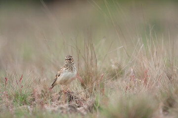 Boomleeuwerik, Woodlark, Lullula arborea