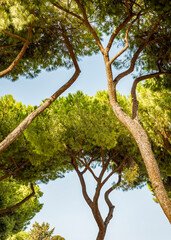Italian stone pine in the park in Rome, Italy