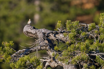 Boomleeuwerik, Woodlark, Lullula arborea pallida