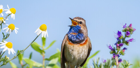 Bluethroat, Luscinia svecica. Bird sings while sitting among wildflowers on a background of blue sky