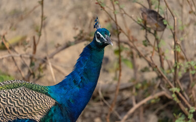 Obraz premium Indian Peafowl (Pavo cristatus) in the natural habitat of forest. Portrait or closeup of peacock.