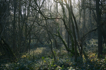 morning in the woods