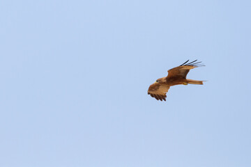 Geelsnavelwouw, Yellow-billed Kite, Milvus aegyptius