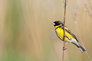 Wilgengors, Yellow-breasted Bunting, Emberiza aureola