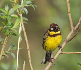 Wilgengors, Yellow-breasted Bunting, Emberiza aureola