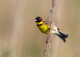 Wilgengors, Yellow-breasted Bunting, Emberiza aureola