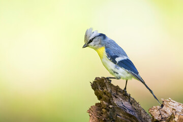 Yellow-breasted Tit - Lasurmeise - Cyanistes cyanus ssp. flavipectus, Kyrgyzstan, adult