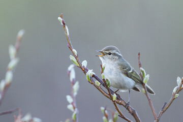 Bladkoning, Yellow-browed Warbler, Phylloscopus inornatus