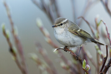 Bladkoning, Yellow-browed Warbler, Phylloscopus inornatus