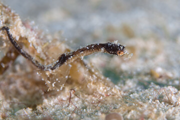 Cute pygmy pipehorse clings to algae on coral reef dive site