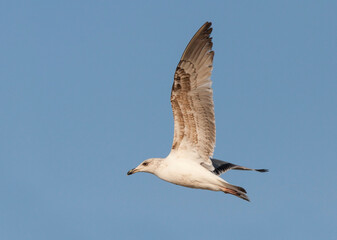 Geelpootmeeuw, Yellow-legged Gull, Larus michahellis